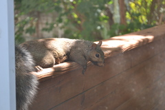 Sciurus carolinensis