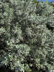 Conocarpus erectus sericeus