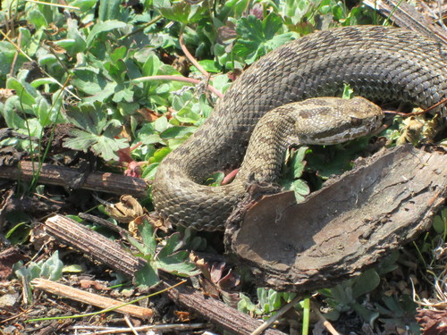 Photo of a Western Dusky Rattlesnake (Crotalus triseriatus)