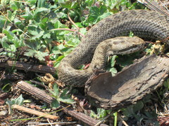 Crotalus triseriatus