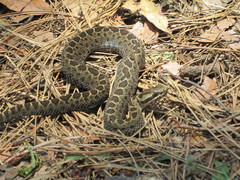 Crotalus triseriatus
