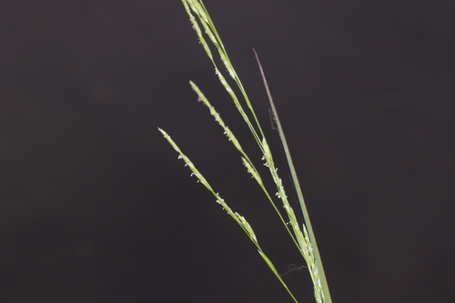 boreal manna grass (Glyceria borealis)