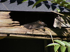 Sciurus carolinensis