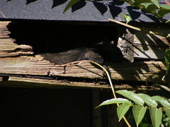 Sciurus carolinensis