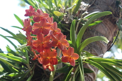 Vanda