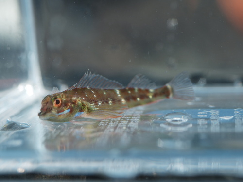 Fourspot triplefin (Helcogramma fuscipectoris) — Tripterygiidae — 4