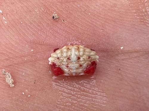 Liomera monticulosa observed 2025-09-01