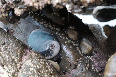 Haliotis cracherodii