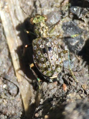 Elaphrus ruscarius