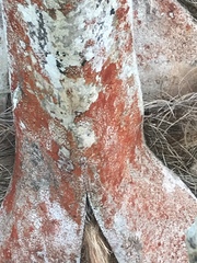 Arthonia rubrocincta