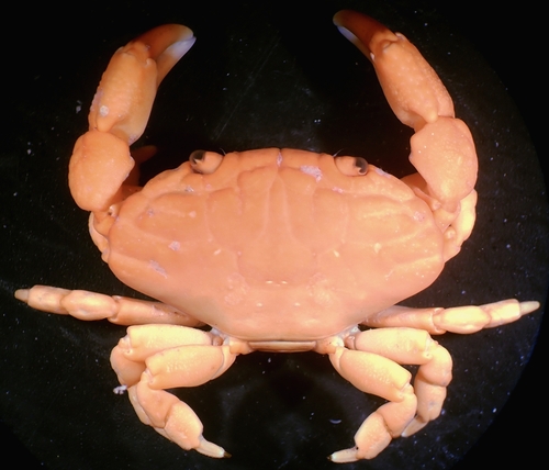 Liomera stimpsonii observed 2022-08-19