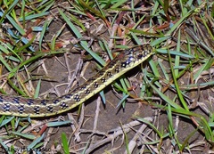 Lygophis anomalus