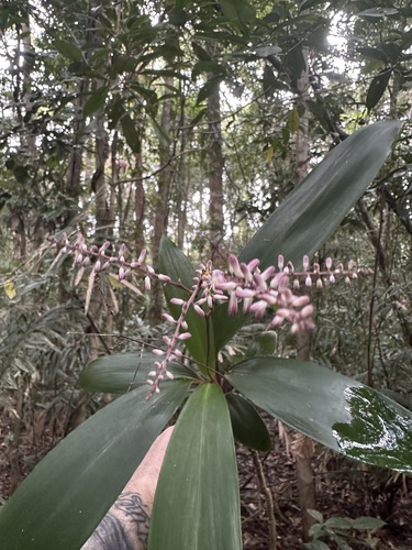 Cordyline murchisoniae, 2025-09-07