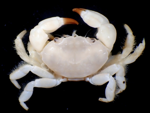 Xanthias canaliculatus observed 2022-08-19