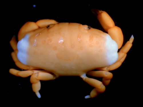 Liomera cinctimanus observed 2025-08-19