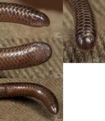 Peter's Thread Snake photo 5