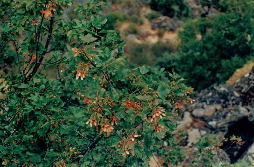 Acer monspessulanum