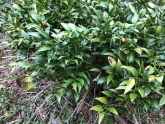 Ruscus