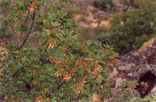 Acer monspessulanum