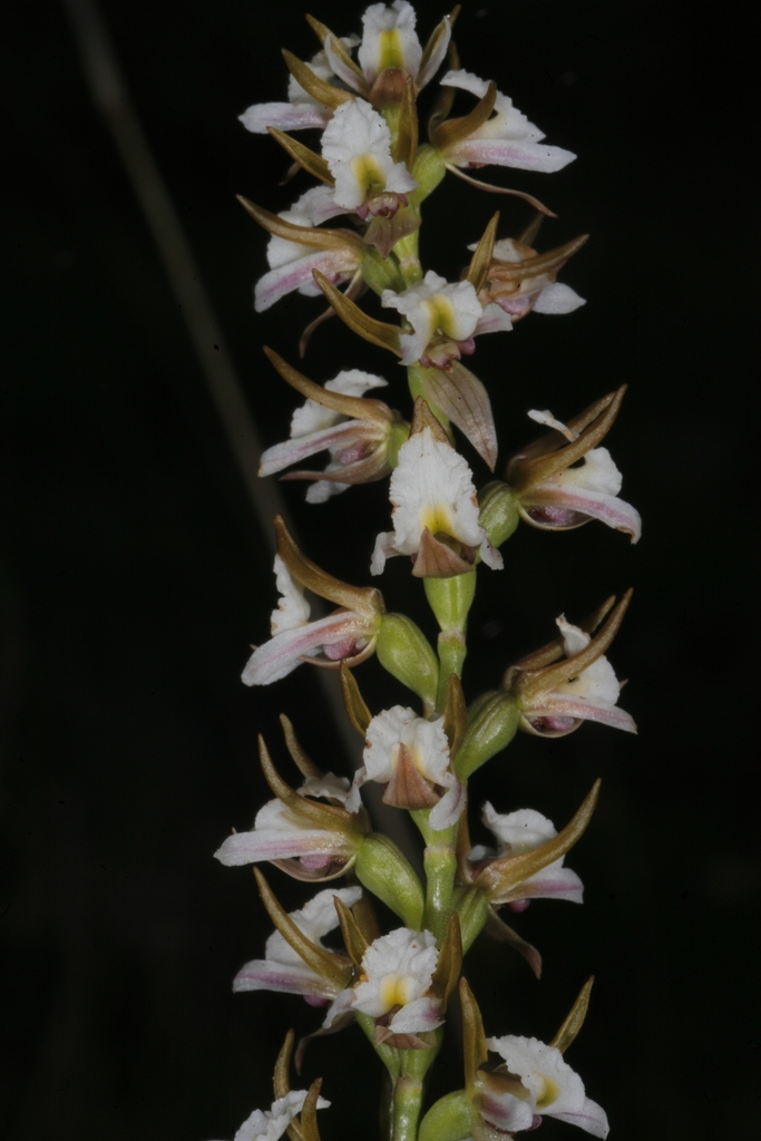 Prasophyllum candidum