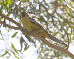 Platycercus elegans flaveolus