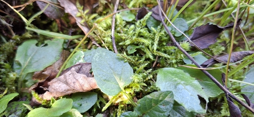 Hylocomiastrum pyrenaicum observed 2025-09-06