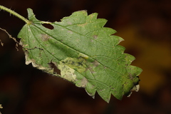 Agromyza anthracina