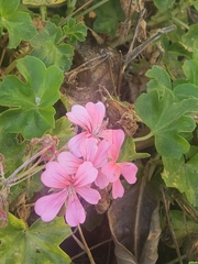 Pelargonium peltatum