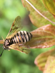 Abia lonicerae