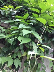 Banisteriopsis caapi