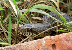 Palusophis bifossatus