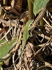 Anolis carolinensis