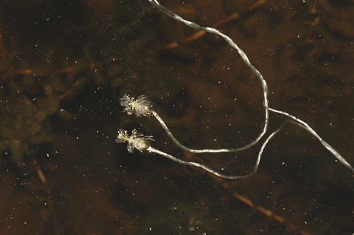 Canadian Waterweed