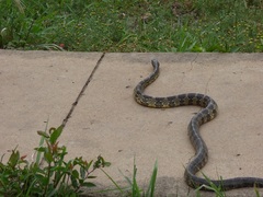 Palusophis bifossatus