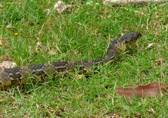 Palusophis bifossatus