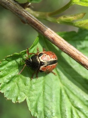 Calligrapha spiraeae