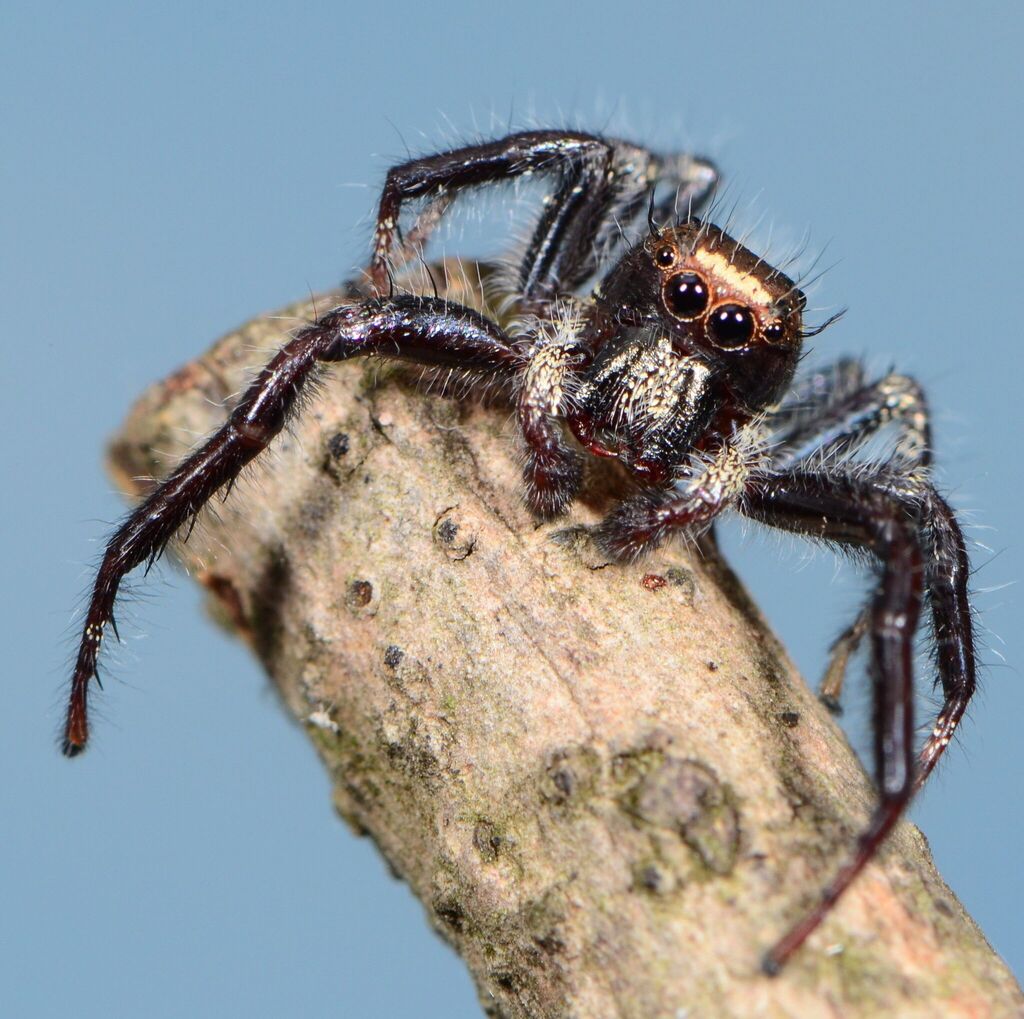 Thyene coronata