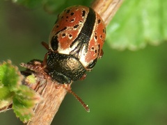 Calligrapha spiraeae