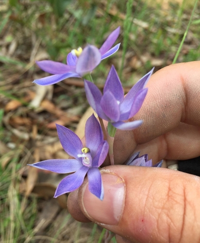 mountain sun orchid (Thelymitra alpina)