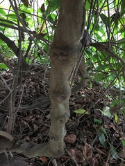 Banisteriopsis caapi