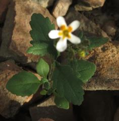 Lyperia