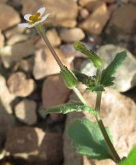 Lyperia