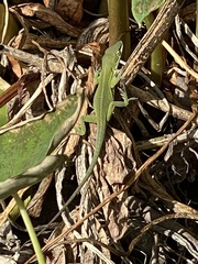 Anolis carolinensis