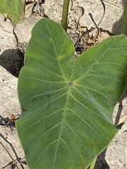 Colocasia esculenta