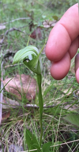 large mountain greenhood (Pterostylis monticola)