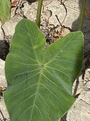 Colocasia esculenta