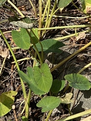 Colocasia esculenta