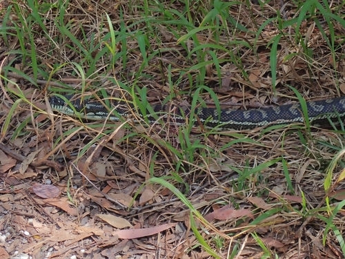 Coastal Carpet Python sighting