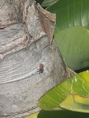 Phidippus adumbratus