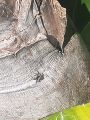 Phidippus adumbratus